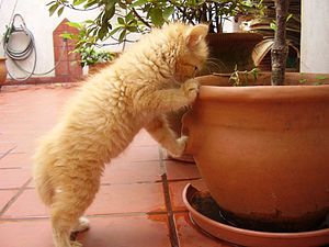 A curious kitty. Un ejemplo de curiosidad. A curious kitty. Un ejemplo de curiosidad.